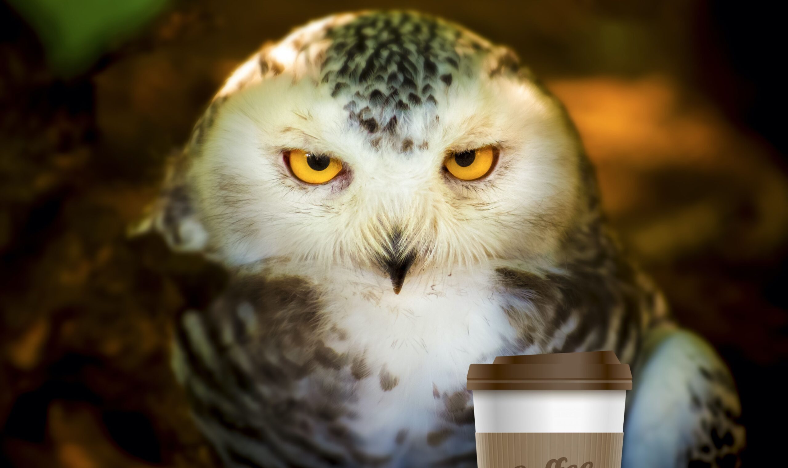 Let night owls be night owls: How the pandemic could dethrone the larks